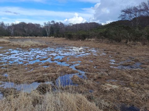 Molinia Mulching Agglestone Mire, remover higher tussocks to increase the connectivity of the floodplain (c) Sally Wallington