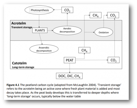 Carbon Storage and Sequestration by Habitat 2021 (NERR094), Fig. 4.1 Peatland Carbon cycle