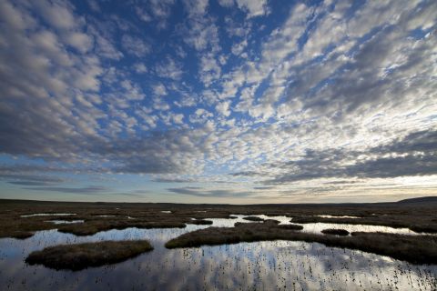 Peat Bog - Photo credit: Mark Hamblin 