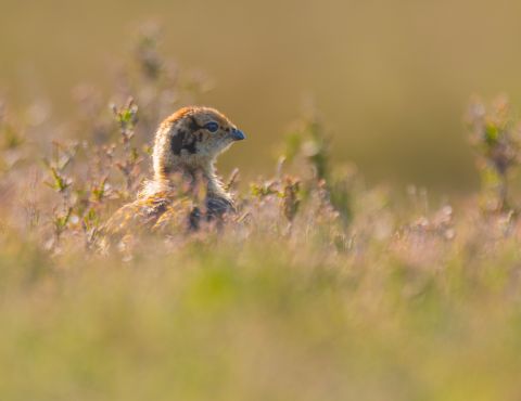 Red grouse chick (c) Pete Quinn