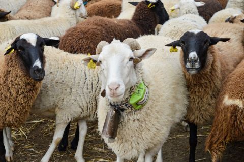 Sheep wearing tracking collars. Digitanimal