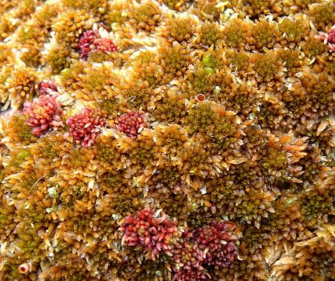 Sphagnum fuscum (c) Dave Genney 