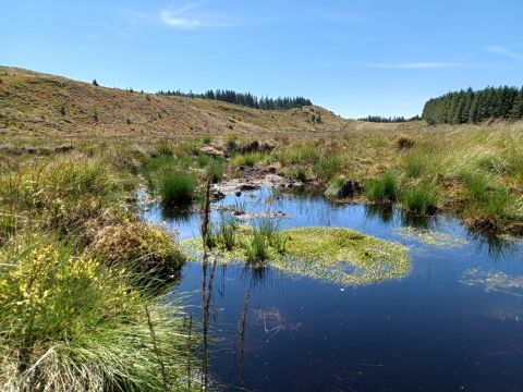 Sphagnum moss regrowth rewards the peatland restoration action undertaken by NPAP at Tywi Forest