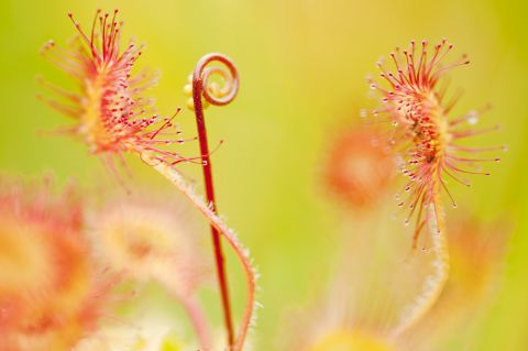 Sundew - Photo credit: Ross Hoddinott