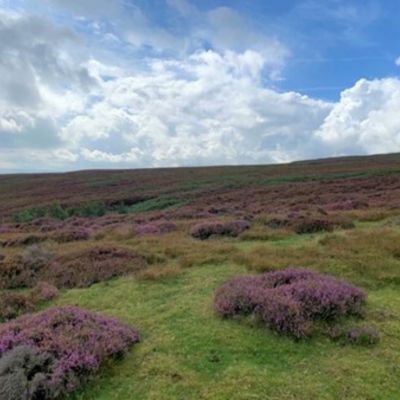 Cuthbert's Moor heather landscape. Credit: Durham Wildlife Trust