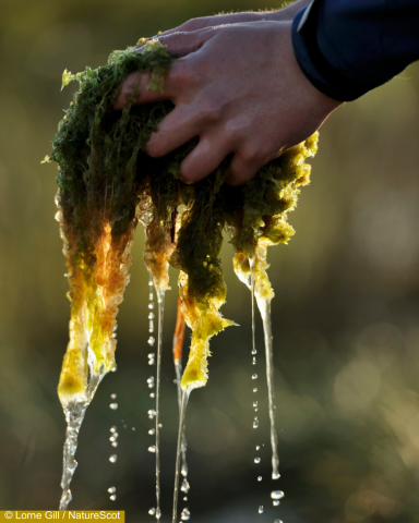 Squeezing water from Sphagnum