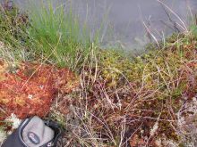 Image of sphagnum in pool © Joe Holden