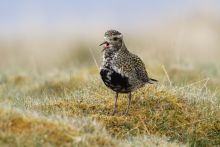Golden plover credit Margaret Holland