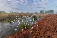 Cottongrass on peatlands 