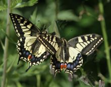 Swallowtail butterfly credit Brian Macfarlane
