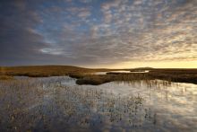 SWT peatlands