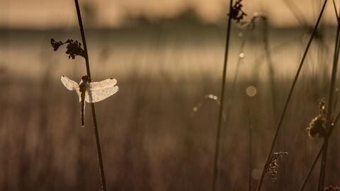 A dragonfly sits on a plant stem with the sunset behind