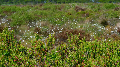 Image of green vegetation including cowberry plants