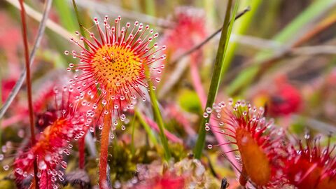 Red and yellow sundew against green vegetation