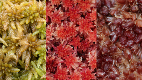 Three types of sphagnum moss - green, red and purple