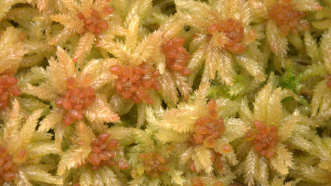 Close up of yellow and red blunt-leaved bog-moss