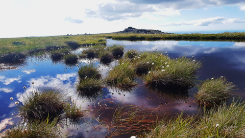 Carneddau bog pools