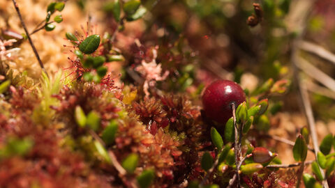 Close up of a bog cranberry fruit surrounded by other vegetation
