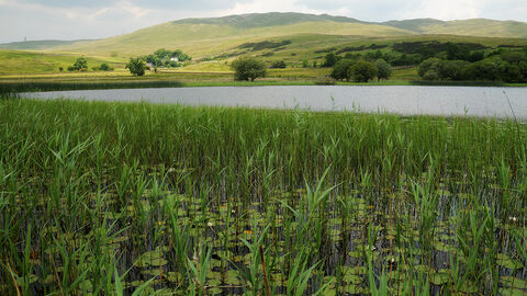 Grayrigg Tarn with vegetation in the foreground and water towards the back