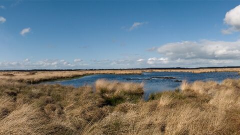 Wide-open sky and bog pools at Whixall Moss.