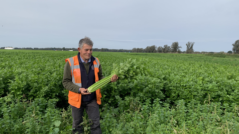 A farmer holding celery that has been grown on peatland