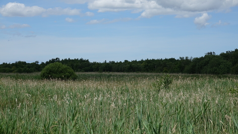 Reedbeds in the Broads