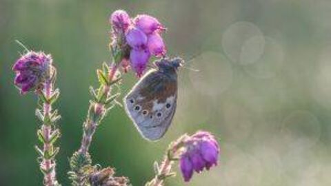 Large heath butterfly 