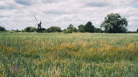 Fen meadow at How Hill