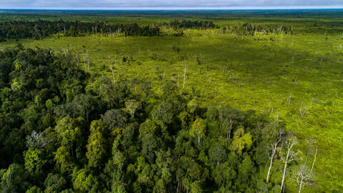 Peatland forest in Borneo
