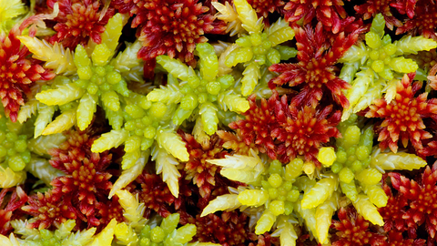Sphagnum