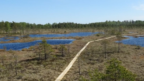 Landscape image of bog pools on a peatland.