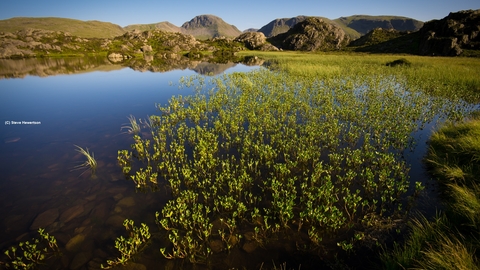 Small mountain lake surrounded by emergent vegetation