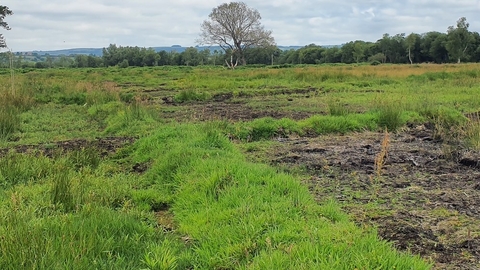Peat field