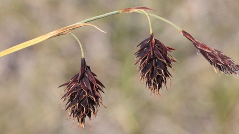 Close-up of Scorched Alpine Sedge.