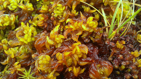 Close-up of Sphagnum moss. 
