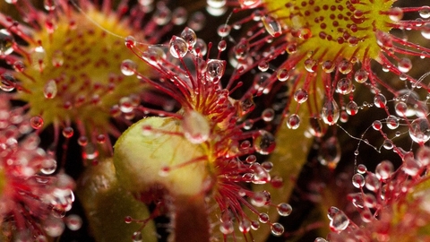 Close-up image of Sundew.