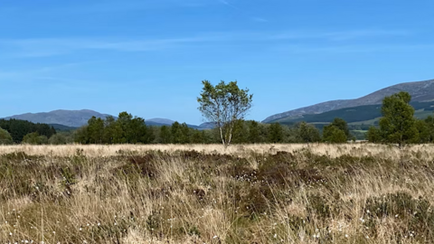 Landscape image of a bog on a sunny day with trees and hills in the distance