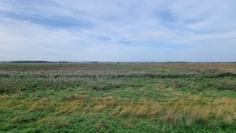 Flat open landscape with long grass and reeds