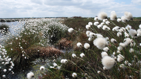 Fluffy white seed heads of hare's tail cotton grass on the edge of a bog pool