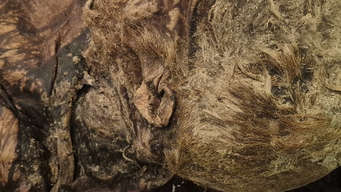 The side of Lindow Man's head, showing his ear, neck and part of his face.