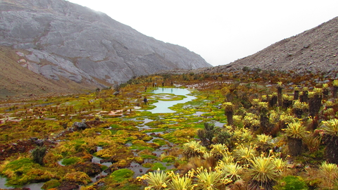 Colombian páramo pool complex surrounded by high-altitude peatland vegetation