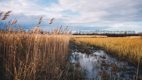 Tall reeds in flower next to a strip of water reflecting the clouds in the sky