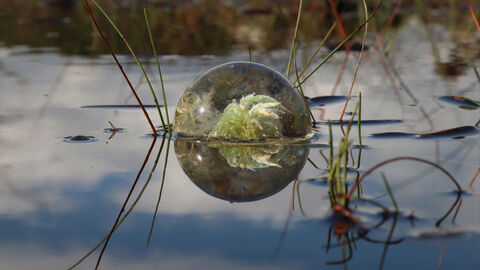 A tuft of Sphagnum moss inside a clear globe floating in a pool with clouds reflected on the surface.