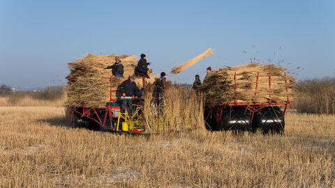 Reed harvesting site showing people stood on a platform containing large bundles of reeds. One of them is throwing a bundle onto the back of a lorry.