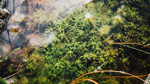 Sphagnum moss growing in a bog pool.