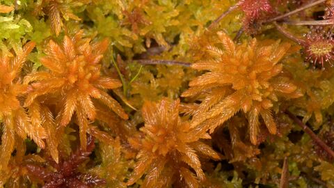 Tufts of golden yellow Sphagnum moss in close-up.