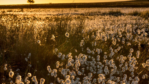Expanse of flowering cotton grass in the setting sun.