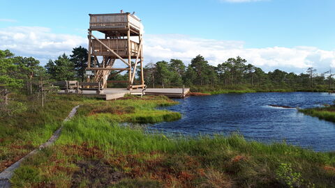 Wooden viewing tower overlooking a large bog pool with a pathway leading up to it.