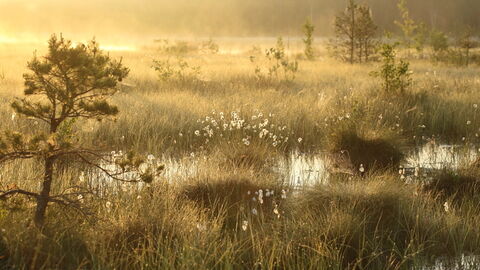 Golden light over a mire dotted with small trees, bog pools and cotton grass.
