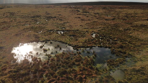 Area of restored upland peatland showing a vegetated bog pool.